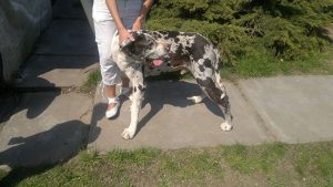 2023/2023.9.18./X.R | Seg&iacute;tő Angyalok