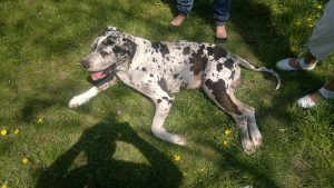 2023/2023.9.18./X.R | Seg&iacute;tő Angyalok