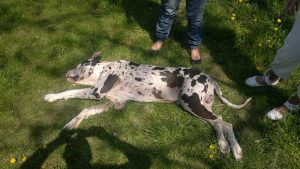 2023/2023.9.18./X.R | Seg&iacute;tő Angyalok