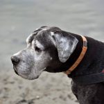 Kőbányai kutyák - Miért eszik kakit a kutyám-o