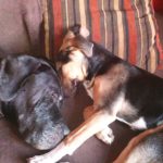 Kőbányai kutyák - WarenG Misterrel alszanak