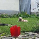 Test mobil | Seg&iacute;tő Angyalok